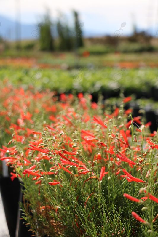 Beardtongue (Penstemon pinifolius)