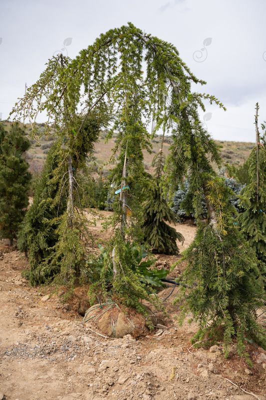 Beacon Hill Weeping Lebanon Cedar (Cedrus libani 'Beacon Hill')