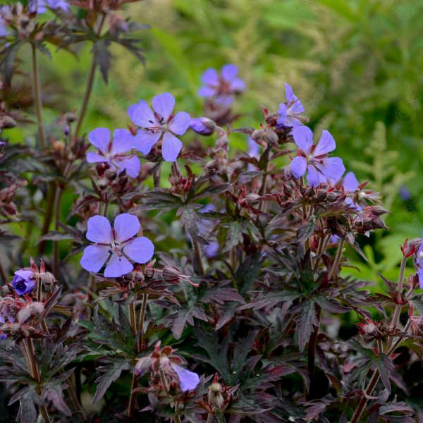 Dark Reiter Hardy Geranium Cranesbill (Geranium pratense 'Dark Reiter')