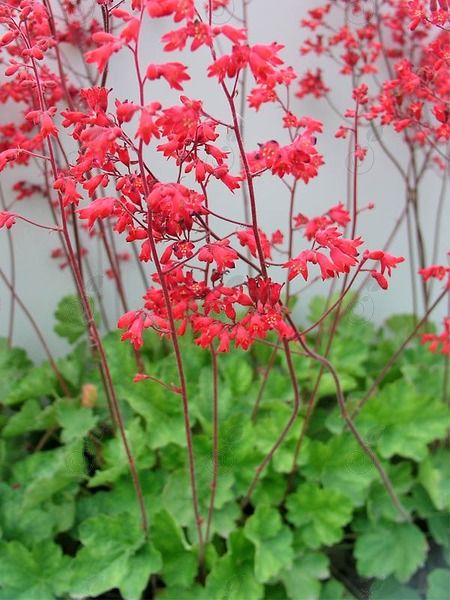 Firefly Green Coral Bells (Heuchera 'Firefly')