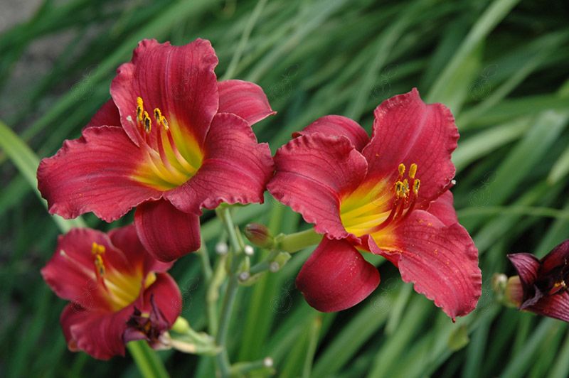 Ruby Stella Red Daylily Early Continuous Rebloomer (Hemerocallis 'Ruby Stella')