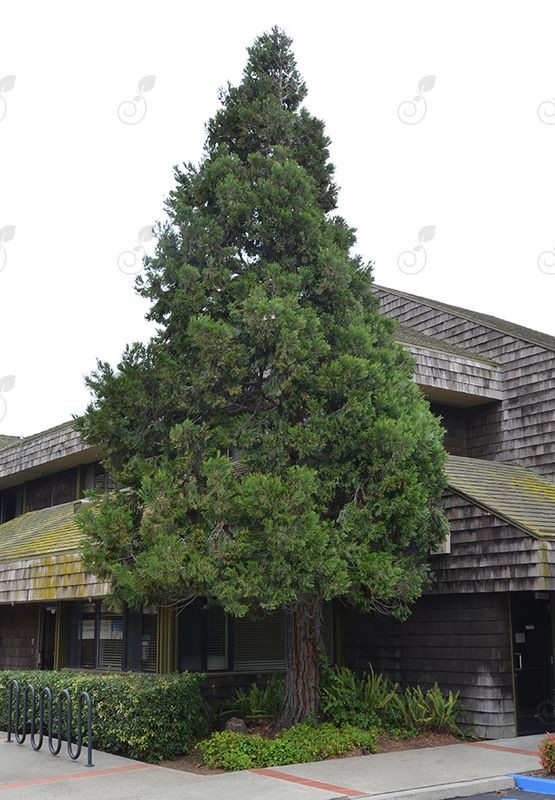 Incense Cedar (Calocedrus decurrens)