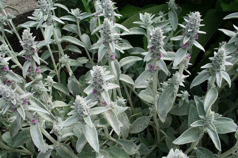 Lamb's Ear (Stachys byzantina)