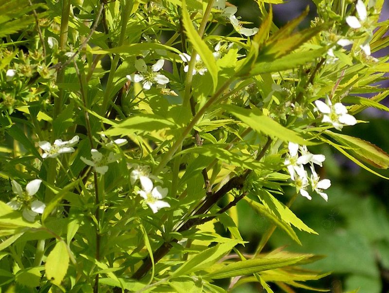 Ogon Yellow Spirea (Spiraea thunbergii 'Ogon' Mellow Yellow)