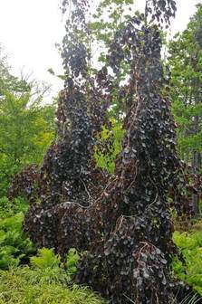 Purple Fountain Weeping Purple Beech (Fagus sylvatica 'Purple Fountain')