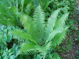 Ostrich Fern (Matteuccia struthiopteris)
