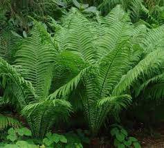 The King Ostrich Fern (Matteuccia struthiopteris 'The King')