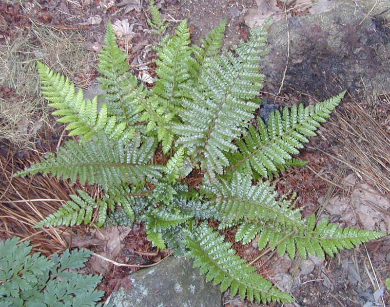 Tassel Fern (Polystichum polyblepharum)