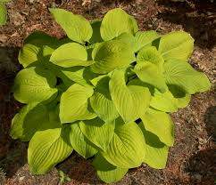 August Moon Hosta Plantain Lily (Hosta 'August Moon')