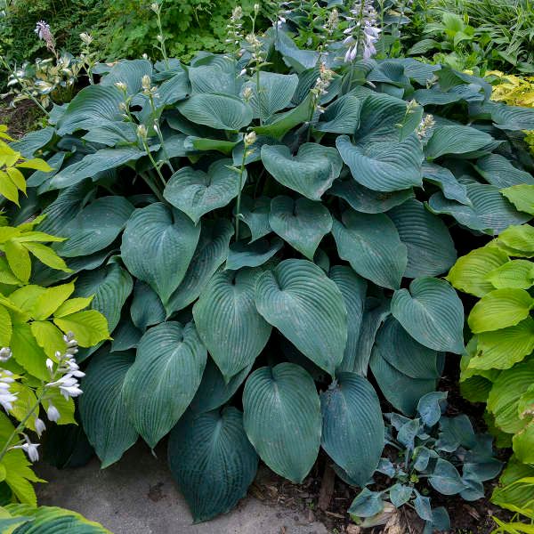 Blue Angel Hosta Plantain Lily (Hosta 'Blue Angel')