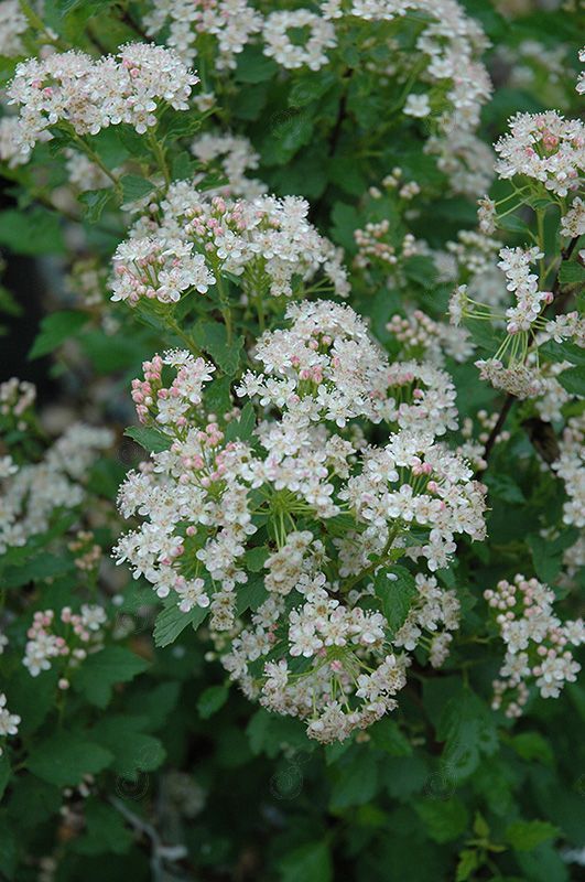 Nanus Ninebark (Physocarpus opulifolius 'Nanus')