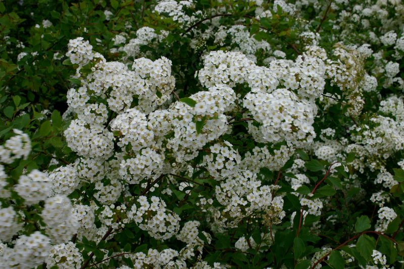 Renaissance Bridal Wreath Spirea (Spiraea x vanhouttei 'Renaissance')