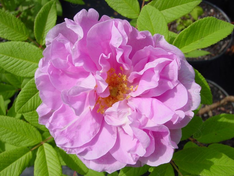 Therese Bugnet Fragrant Lilac Pink Shrub Rose (Rosa 'Therese Bugnet')