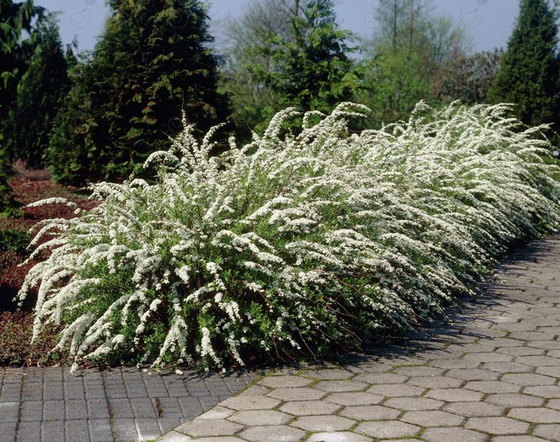 Grefsheim Spirea (Spiraea cinerea 'Grefsheim')