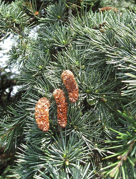 Lebanon Cedar (Cedrus libani)