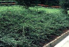 Lowfast Spreading Cotoneaster (Cotoneaster dammeri 'Lowfast')