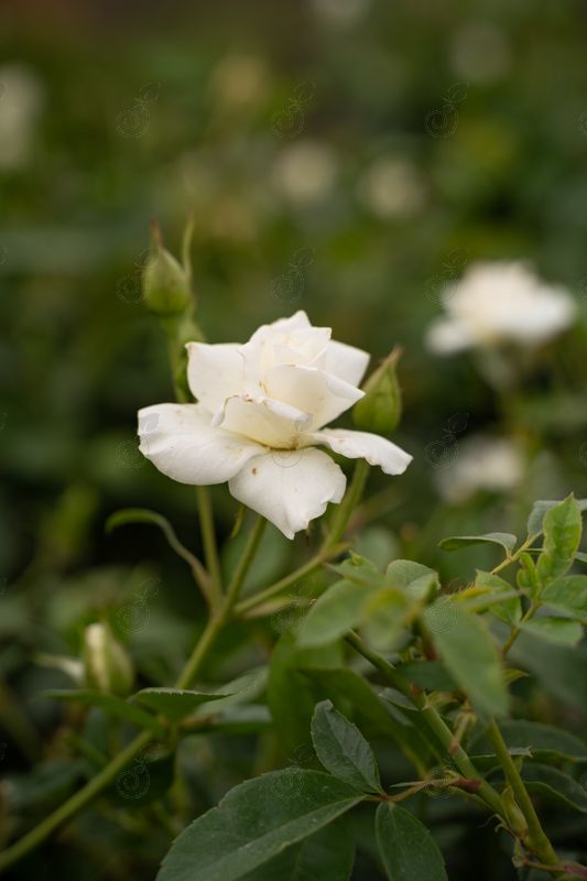 Iceberg Fragrant White Floribunda Roses (Rosa 'Iceberg')