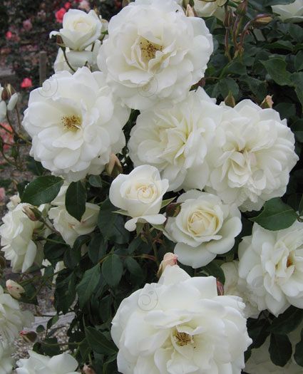 Iceberg Climbing Climbing Rose (Rosa climber 'Iceberg Climbing')
