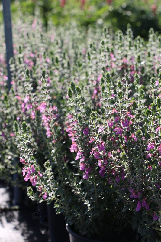 Germander (Teucrium chamaedrys)