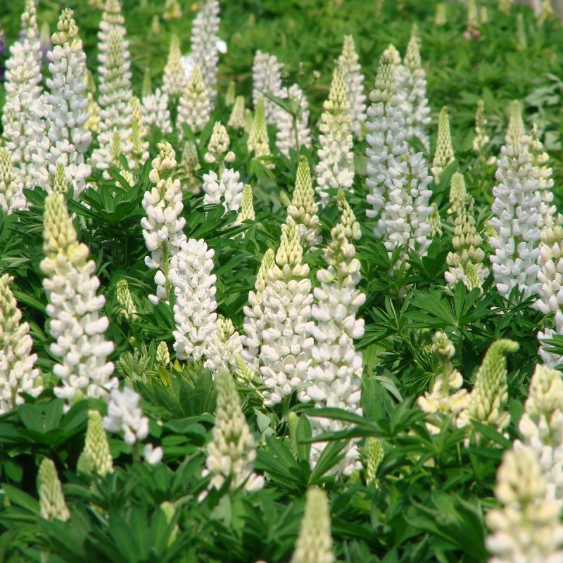 Gallery White Lupine (Lupinus 'Gallery White')