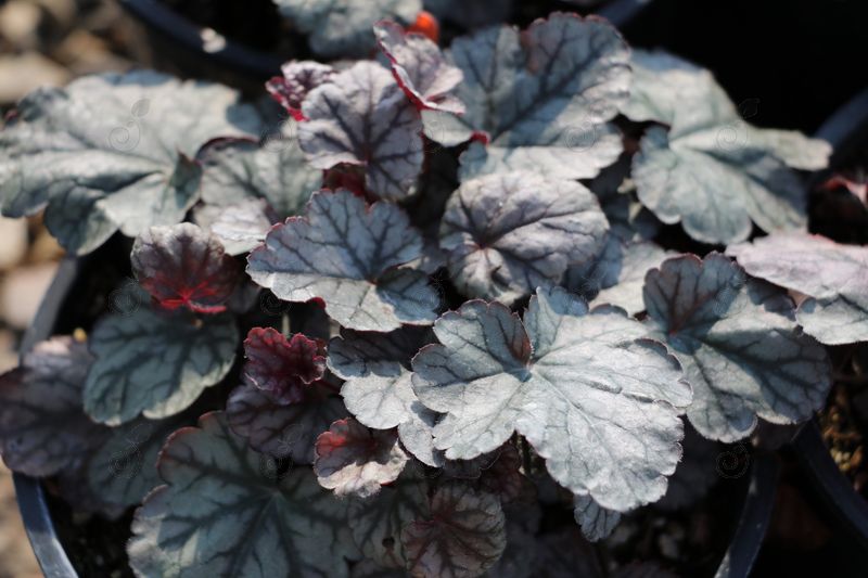 Silver Scrolls Multicolor Coral Bells (Heuchera 'Silver Scrolls')