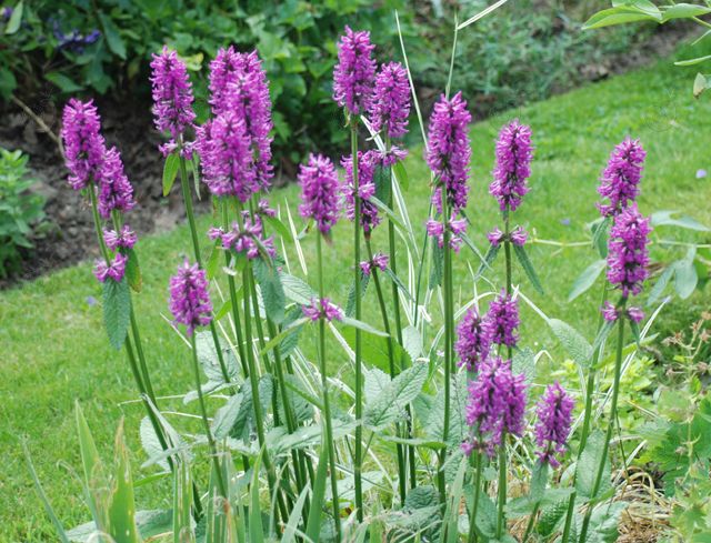 Hummelo Betony (Stachys monieri 'Hummelo')