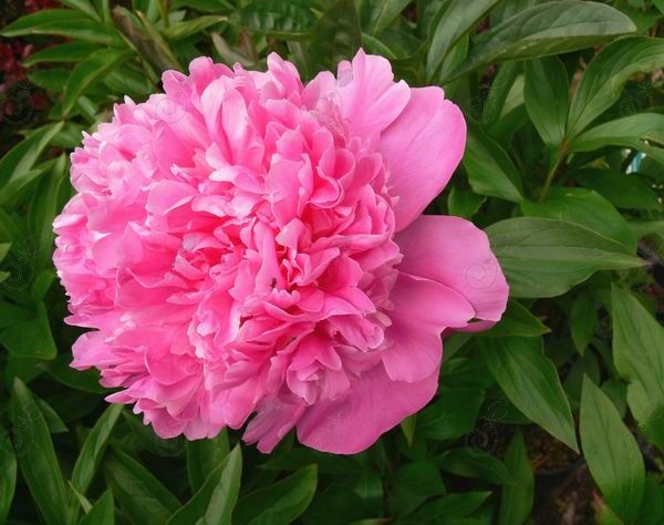 Alexander Fleming Medium Pink Peony (Paeonia 'Alexander Fleming')