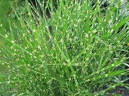 Strictus Porcupine Grass (Miscanthus sinensis 'Strictus')