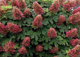 Ruby Slippers Oakleaf Hydrangea (Hydrangea quercifolia 'Ruby Slippers')