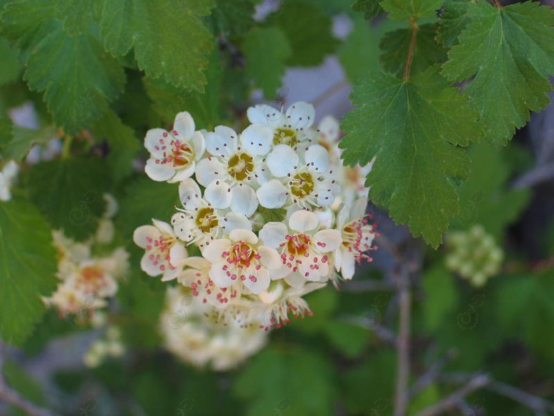 Mountain Ninebark (Physocarpus monogynus)