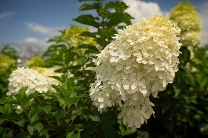 Phantom Panicle Hydrangea (Hydrangea paniculata 'Phantom')