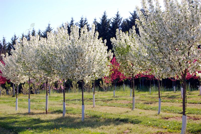 Snowdrift Flowering Crabapple (Malus 'Snowdrift')