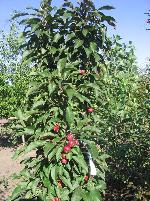 Emerald Spire Columnar Flowering Crabapple (Malus 'Emerald Spire')