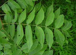 Eastern Black Walnut (Juglans nigra)