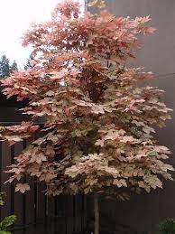 Eskimo Sunset Sycamore Maple (Acer pseudoplatanus 'Eskimo Sunset')