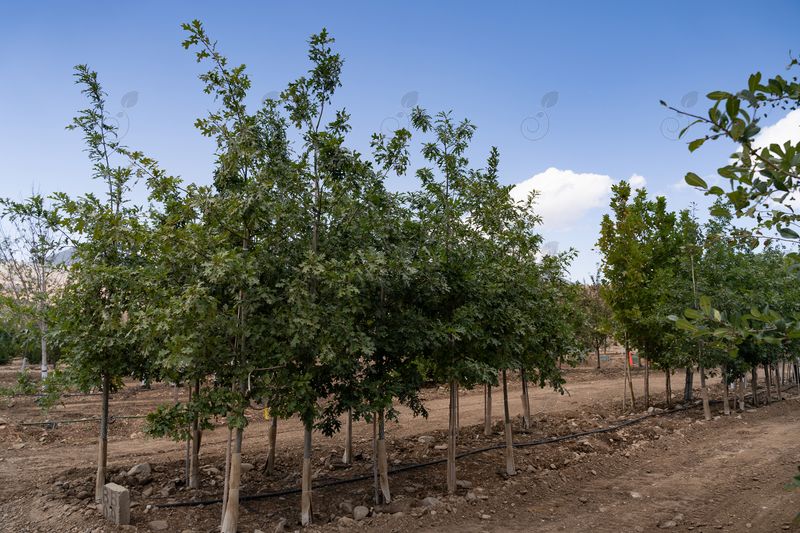 Shumard Oak (Quercus shumardii)