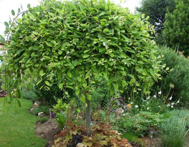 Pendula Weeping Pussy Willow (Salix caprea 'Pendula')