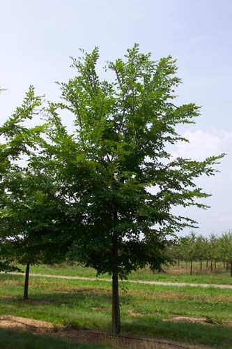 Accolade Elm (Ulmus x 'Accolade')