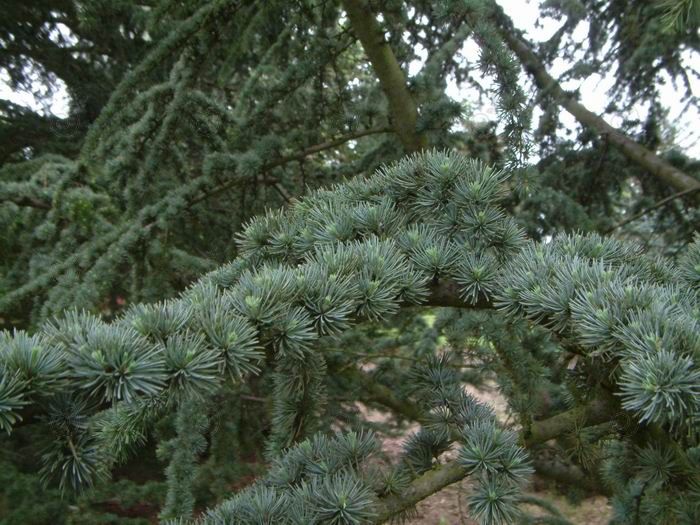 Lebanon Cedar (Cedrus libani stenocoma)