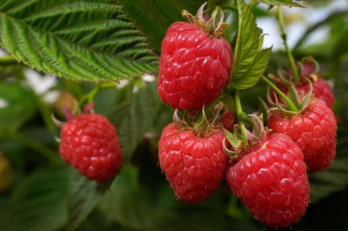 Heritage Everbearing Raspberry (Rubus idaeus 'Heritage')