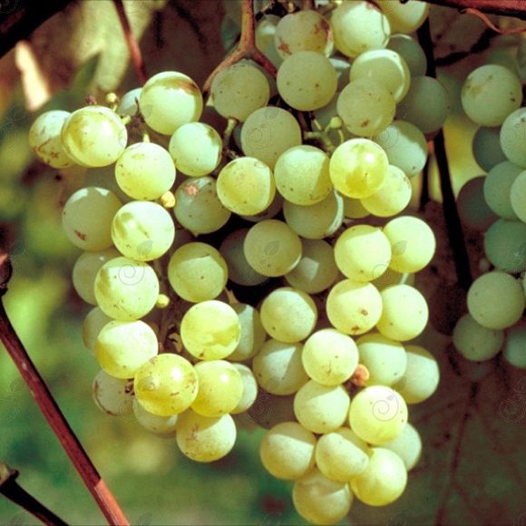 Edelweiss Green Grape (Vitis labrusca 'Edelweiss')