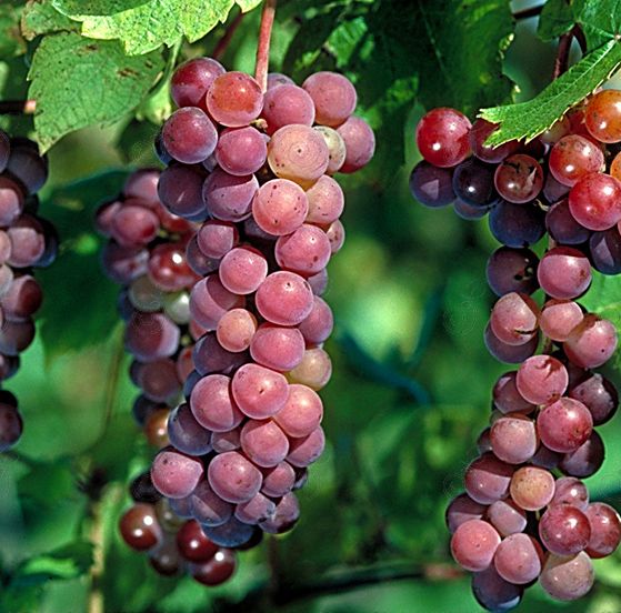 Reliance Seedless Red Grape (Vitis labrusca 'Reliance')