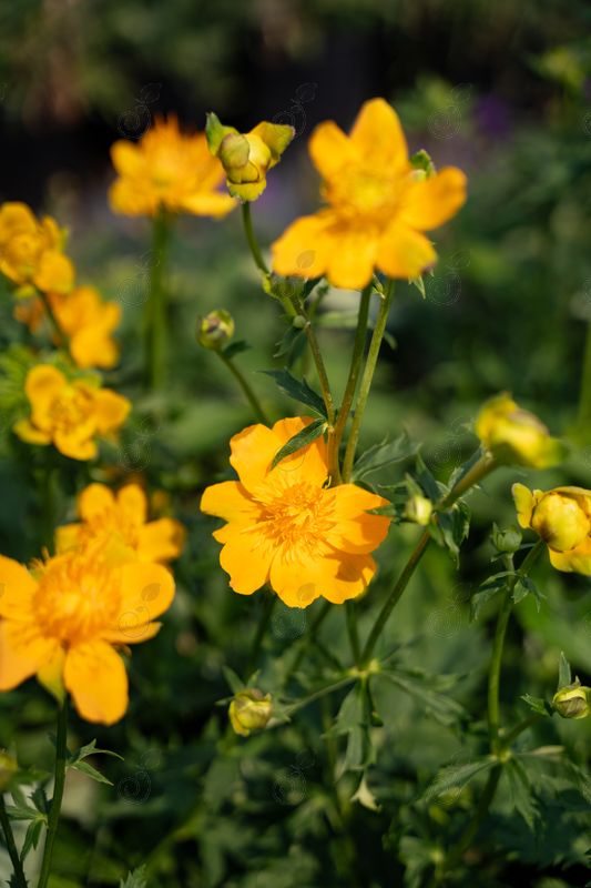 Golden Queen Globeflower (Trollius chinensis 'Golden Queen')