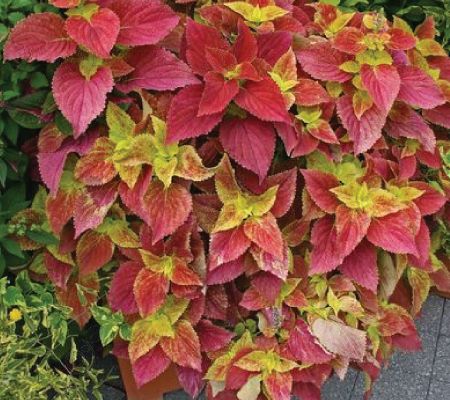 Alabama Sunset Coleus (Coleus 'Alabama Sunset')