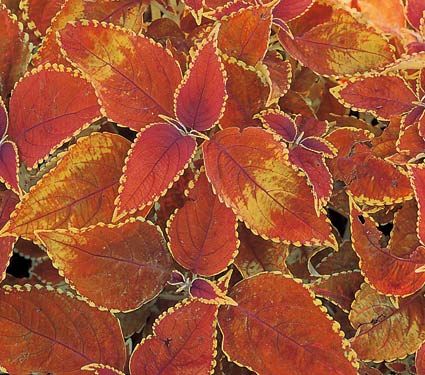Rustic Orange Coleus (Coleus 'Rustic Orange')