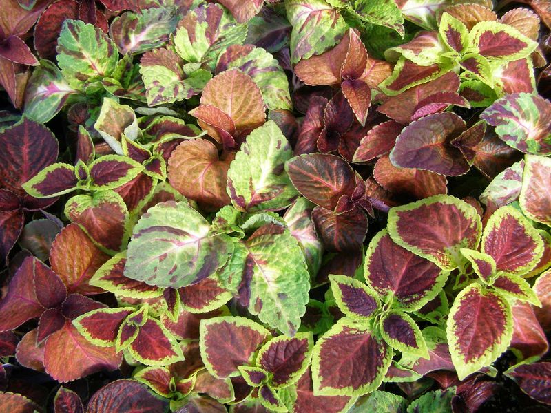 Select Mix Coleus (Coleus Wizard® 'Select Mix')