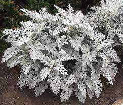 Silverdust Dusty Miller (Dusty Miller 'Silverdust')
