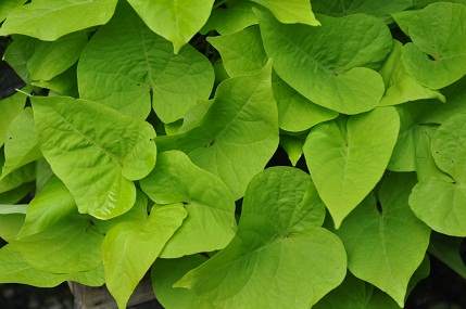 Marguerite Sweet Potato Vine (Ipomoea batatas 'Marguerite')