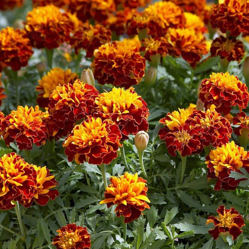 Bonanza Harmony Marigold (Marigold 'Bonanza Harmony')