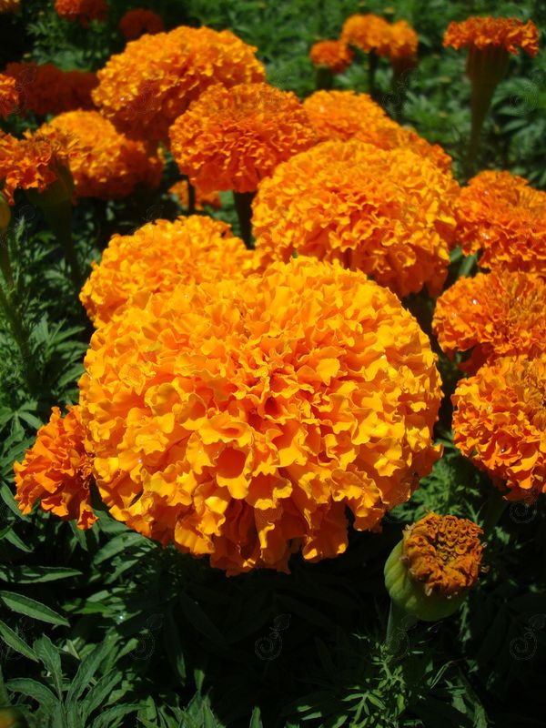 Inca II™ Orange Deep Marigold (Marigold 'Inca II™ Orange Deep')